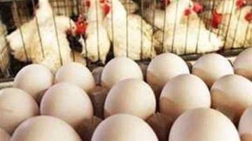 أسعار الدواجن والبيض اليوم الإثنين 19 يناير 2026