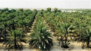 الزراعة: توفير أنسجة وشتلات النخيل التصديري لتعزيز تنافسية التمور المصرية في الأسواق