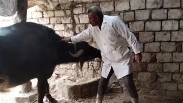 محافظ الجيزة: تحصين 90 ألف رأس ماشية ضد الحمى القلاعية