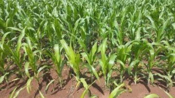 شبكة بريكس: زيمبابوي تحقق طفرة كبيرة في زراعة الذرة موسم 2026 2025