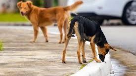 اعرف الخطوط الساخنة للإبلاغ عن الكلاب الضالة في منطقتك