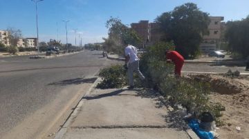 سفاجا تواصل أعمال تهذيب الأشجار بالشوارع الرئيسية لتحسين المظهر الحضاري