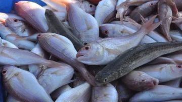 أسعار الأسماك الطازجة بأسواق الوادي الجديد.. اليوم