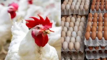 قبل عيد الميلاد.. أسعار الفراخ اليوم 5 يناير قبل عيد الميلاد.. أسعار الفراخ اليوم 5 يناير