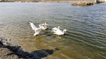 لإعادة تأهيلها وإطلاقها إلى بيئتها.. مركز أشتوم الجميل يستقبل 10 بجعات