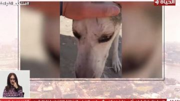 كلاب تسببت في شهرة بلوجر.. تفاصيل