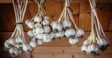 أفضل طريقة لتخزين الثوم لشهر رمضان.. للاستفادة منه صحيا