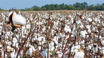 الزراعة تعلن تشكيل لجنة دائمة لمتابعة محصول القطن في 14 محافظة