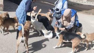 جهاز العبور ينفذ حملات تطعيم موسعة للكلاب الضالة للحد من انتشار مرض السعار