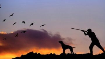 حكم الأكل من الصيد بالبندقية.. الإفتاء تجيب