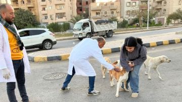 محافظ البحيرة: حصر بؤر الكلاب الضالة واستهداف المناطق الأعلى لحالات العقر