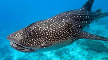 بعد واقعة التعدي عليه.. كل ما تريد معرفته عن القرش الحوتي بهلول ضيف البحر الأحمر المسالم