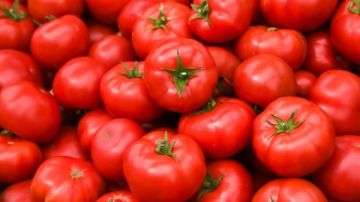 تخزن أم تنتظر؟.. مفاجأة فى أسعار الطماطم خلال شهر رمضان تخزن أم تنتظر؟.. مفاجأة فى أسعار الطماطم خلال شهر رمضان