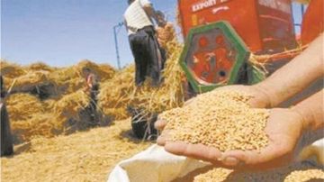 زراعة الشيوخ تؤكد: دعم الفلاح والبحث العلمي أساس لتحقيق الاكتفاء الذاتي للمحاصيل الاستراتيجية زراعة الشيوخ تؤكد: دعم الفلاح والبحث العلمي أساس لتحقيق الاكتفاء الذاتي للمحاصيل الاستراتيجية