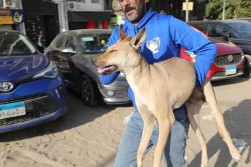 البداية من عين شمس .. أول تحرك من الزراعة بشأن كلاب الشوارع صور