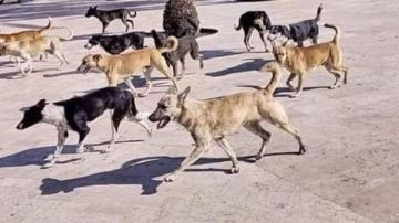 بنستورد أكلها بالملايين .. الفلاحين تقترح تصدير الكلاب الضالة