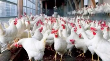 تراجع جديد في أسعار الدواجن والبيض اليوم السبت