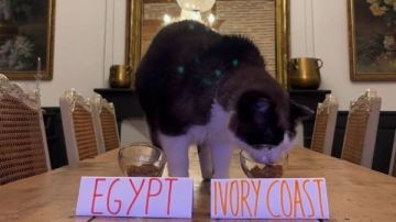 القط نيمبوس يتوقع فوز كوت ديفوار على مصر في ربع نهائي أمم إفريقيا القط نيمبوس يتوقع فوز كوت ديفوار على مصر في ربع نهائي أمم إفريقيا