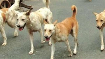 المحلة الكبرى تواجه خطر الكلاب الضالة.. ومطالب برلمانية بتخصيص أراض لإنشاء مراكز إيواء