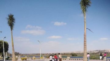 المنيا.. تجميل وتشجير كورنيش النيل بالنخيل الملكي والمساحات الخضراء شاهد المنيا.. تجميل وتشجير كورنيش النيل بالنخيل الملكي والمساحات الخضراء شاهد