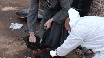 الوقاية قبل الخطر.. سوهاج تفعل قانون الكلاب الخطرة.. تفاصيل