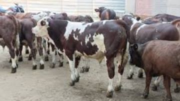 بيطري الغربية: قوافل لتحصين 51 ألف رأس ماشية ضد الحمى القلاعية