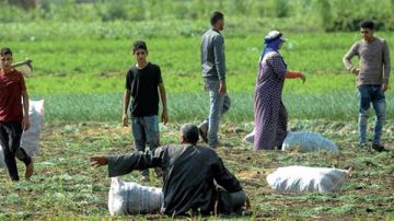 الزراعة تتفقد حالة المحاصيل الشتوية في الغربية لتقديم الدعم الفني للمزارعين