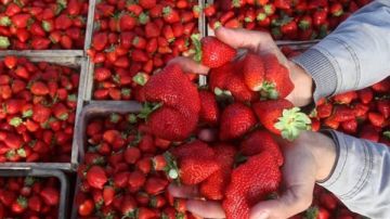 الزراعة تعلن فتح السوق الأوزبكي أمام صادرات مصر من الفراولة الطازجة