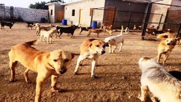 خطيب بالأوقاف: الشريعة الإسلامية توازن بين الرفق بالحيوان والحفاظ على أمن المواطنين