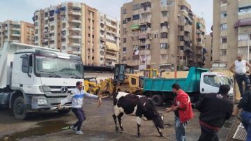 زهور بورسعيد يصادر 4 ماشية و يشن حملة لمنع انتشار الأبقار بالشوارع