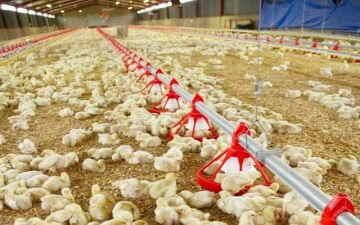 الزراعة: لا مبرر لارتفاع أسعار الكتاكيت حاليا في مصر