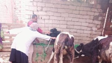  الزراعة : تحصين أكثر من 500 ألف رأس ماشية حتى الآن منذ أول العام