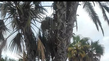 أشجار الدوم في سيناء.. ذاكرة الأرض وشاهد السيادة