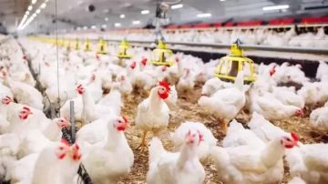  الزراعة تكشف حقيقة ارتفاع أسعار الدواجن نتيجة نقص المعروض بالمحلات