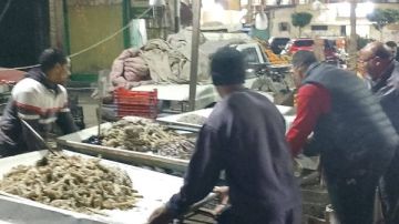 بدأت من أول يوم استلامها قيادة مناخ بورسعيد.. العزبي تحذر أصحاب الإشغالات.. صور