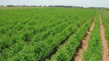 تقاوي محسنة وتوعية المزارعين.. خطة لمواجهة التغيرات المناخية وحماية الأمن الغذائي