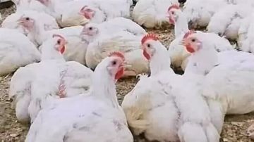 شعبة الدواجن: الاستيراد ليس حلا لارتفاع الأسعار شعبة الدواجن: الاستيراد ليس حلا لارتفاع الأسعار