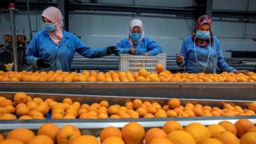 صندوق تنمية الصادرات يتحمل 20 من تكاليف شحن الصادرات إلى العراق وأمريكا