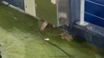 فأر يثير الجدل في كامب نو قبل مواجهة برشلونة وكوبنهاجن