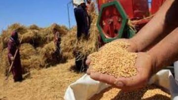 20 صنفا جديدا تقفز بإنتاجية القمح المصري للمركز الثاني عالميا خاص