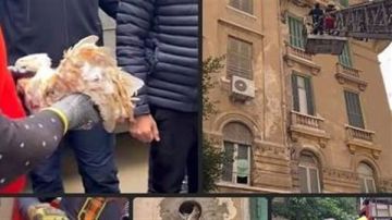 الحماية المدنية تنقذ بومة عالقة في جدار عقار بالإسكندرية: جناحها مكسور صور