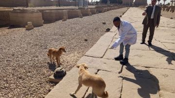 الزراعة: تحصين وتعقيم 2700 كلب في يناير.. وحملات متخصصة بالمواقع الأثرية