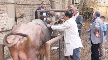 بيطري الغربية: تحصين 136 ألف رأس ماشية ضد الحمى القلاعية