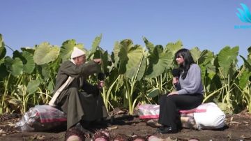  عادة الأجداد لا تموت .. فلاحو المنيا يتمسكون بزراعة القلقاس