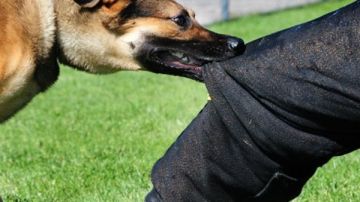 كلب يعقر خمسة أطفال بإحدى قرى الدقهلية