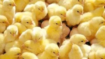 الزراعة تكشف حقيقة ارتفاع أسعار الكتاكيت وتؤكد: التدخل لحماية المستهلك الزراعة تكشف حقيقة ارتفاع أسعار الكتاكيت وتؤكد: التدخل لحماية المستهلك