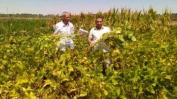 زراعة الوادي الجديد: نجاح تجربة بحثية رائدة لزراعة فول الصويا بالمحافظة