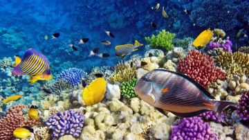 تقاسم عوائد الاقتصاد الأزرق.. معاهدة الأمم المتحدة لحماية التنوع البيولوجي تدخل حيز التنفيذ