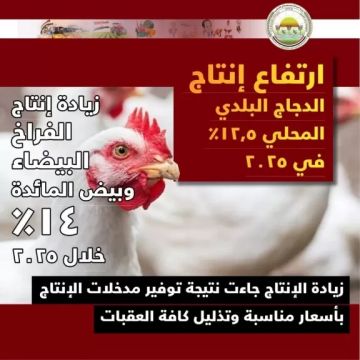 الزراعة: ليس هناك مبرر لارتفاع أسعار الكتاكيت في الأسواق