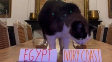 القط نيمبوس يتوقع خسارة منتخب مصر.. عالمة أزهرية: توقعاته لا يؤخذ بها ولا تصدق القط نيمبوس يتوقع خسارة منتخب مصر.. عالمة أزهرية: توقعاته لا يؤخذ بها ولا تصدق